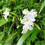 Iris japonica flower picture by Malagoli Laura (cc-by-sa)