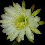 Cereus hexagonus flower picture by Cristino Naranjo AleWiccan (cc-by-sa)