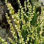 Rumex acetosella flower picture by Pereira Lina (cc-by-sa)