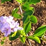 Duranta erecta habit picture by Maarten Vanhove (cc-by-sa)