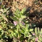 Teucrium scordium flower picture by NED TRASSEBIL (cc-by-sa)