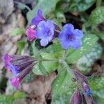 Pulmonaria vallarsae flower picture by Giovanni Cervellati (cc-by-sa)