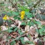 Hippocrepis emerus habit picture by Giode Tonpino (cc-by-sa)