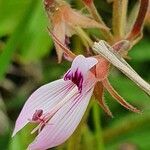 Pelargonium glechomoides flower picture by susan brown (cc-by-sa)