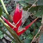 Heliconia subulata flower picture by Trap Hers (cc-by-sa)