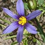 Sisyrinchium montanum flower picture by Else Nolden (cc-by-sa)