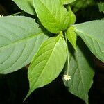 Alternanthera lanceolata flower picture by Nelson Zamora Villalobos (cc-by-nc)