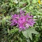 Centaurea nervosa flower picture by Claudio Malpede (cc-by-sa)