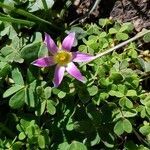 Romulea rosea flower picture by Paula (cc-by-sa)