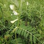 Vicia lutea leaf picture by Yolande Conejos (cc-by-sa)