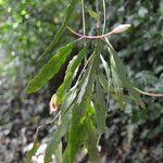 Epiphyllum cartagense leaf picture by Nelson Zamora Villalobos (cc-by-nc)