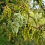 Quercus pubescens flower picture by Mathieu Jarzina (cc-by-sa)