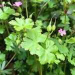 Geranium lucidum leaf picture by trudi barker (cc-by-sa)