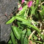 Desmodium incanum habit picture by Hugo SANTACREU (cc-by-sa)