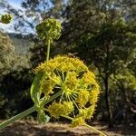 Ferula glauca flower picture by Denis Bastianelli (cc-by-sa)