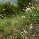 Allium pyrenaicum flower picture by arlas (cc-by-sa)