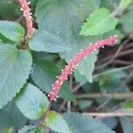 Acalypha multicaulis flower picture by Trap Hers (cc-by-sa)