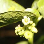 Jatropha stevensii flower picture by Nelson Zamora Villalobos (cc-by-nc)