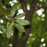 Labourdonnaisia calophylloides leaf picture by H. Goëau (cc-by-sa)