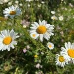 Leucanthemum ircutianum flower picture by Patrice Bracquart (cc-by-sa)