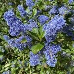 Ceanothus arboreus flower picture by joel darnel (cc-by-sa)