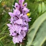 Dactylorhiza maculata flower picture by catherine bouniol (cc-by-sa)