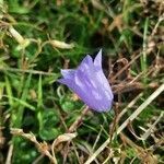 Campanula rotundifolia fruit picture by Dominique Berthelier (cc-by-sa)