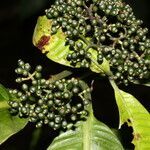 Psychotria limonensis fruit picture by Nelson Zamora Villalobos (cc-by-nc)