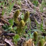 Selaginella selaginoides leaf picture by Fabien Anthelme (cc-by-sa)