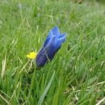 Gentiana clusii flower picture by Noel Benson (cc-by-sa)