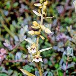 Epipactis dunensis leaf picture by Martin Bishop (cc-by-sa)