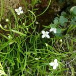 Moehringia muscosa leaf picture by margarida vila (cc-by-sa)