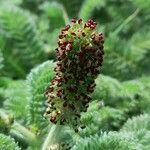 Acaena myriophylla flower picture by Trap Hers (cc-by-sa)