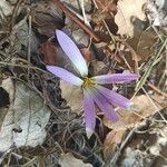 Colchicum filifolium flower picture by Mato Rafael (cc-by-sa)