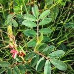 Indigofera hendecaphylla leaf picture by Dieter Albrecht (cc-by-sa)