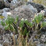 Diplostephium eriophorum habit picture by Fabien Anthelme (cc-by-sa)