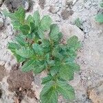 Solanum tuberosum leaf picture by Yvan Tupac (cc-by-sa)