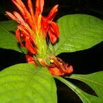 Aphelandra tridentata flower picture by Nelson Zamora Villalobos (cc-by-nc)