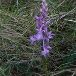 Orchis olbiensis habit picture by Llandrich anna (cc-by-sa)