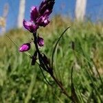 Polygala nicaeensis flower picture by Marie Clémence Lacave (cc-by-sa)