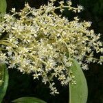 Miconia brevitheca flower picture by Nelson Zamora Villalobos (cc-by-nc)