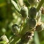 Verbascum lychnitis fruit picture by Francois Mansour (cc-by-sa)