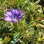 Gentiana pyrenaica habit picture by Yoan MARTIN (cc-by-sa)