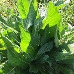 Verbascum pulverulentum habit picture by xavier (cc-by-sa)