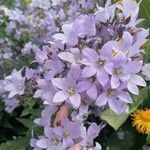 Campanula lactiflora flower picture by Rachel Rose (cc-by-sa)