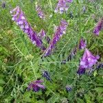 Vicia villosa habit picture by Pavel Bartos (cc-by-sa)