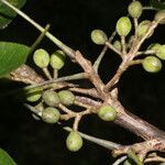 Bursera simaruba fruit picture by Nelson Zamora Villalobos (cc-by-nc)