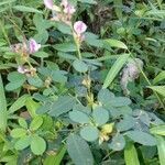 Lespedeza violacea flower picture by Sarah Madusa Myers (cc-by-sa)