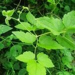 Clematis brachiata leaf picture by susan brown (cc-by-sa)