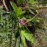 Valeriana pilosa habit picture by Fabien Anthelme (cc-by-sa)